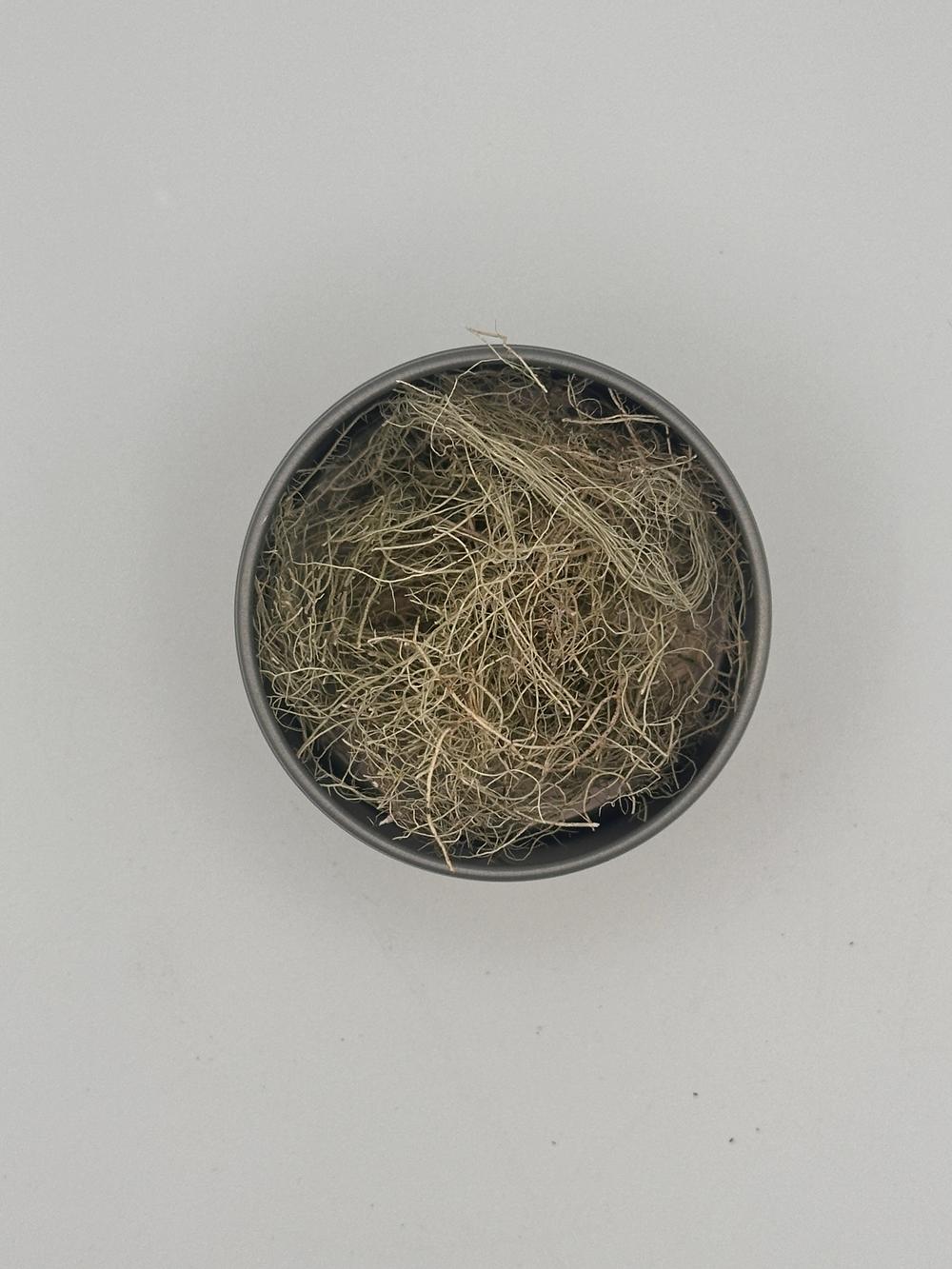 Usnea