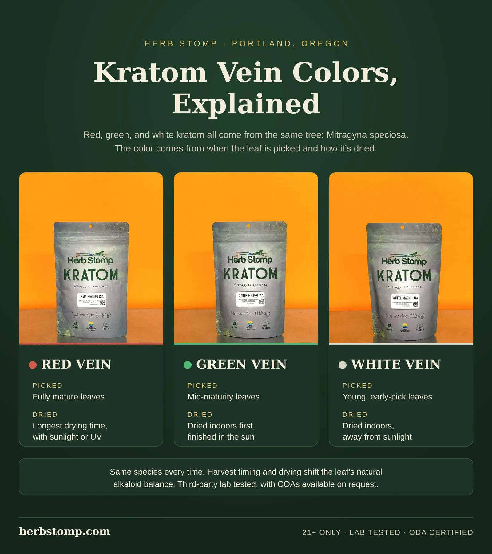 Infographic: kratom vein colors explained. Red vein comes from fully mature leaves with the longest drying time, green vein from mid-maturity leaves dried indoors then finished in the sun, white vein from young leaves dried indoors away from sunlight. All three come from the same tree, Mitragyna speciosa.
