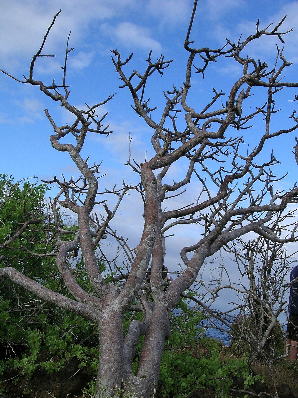 Leafless Bursera graveolens tree with pale, twisting branches against a blue sky in a dry tropical forest