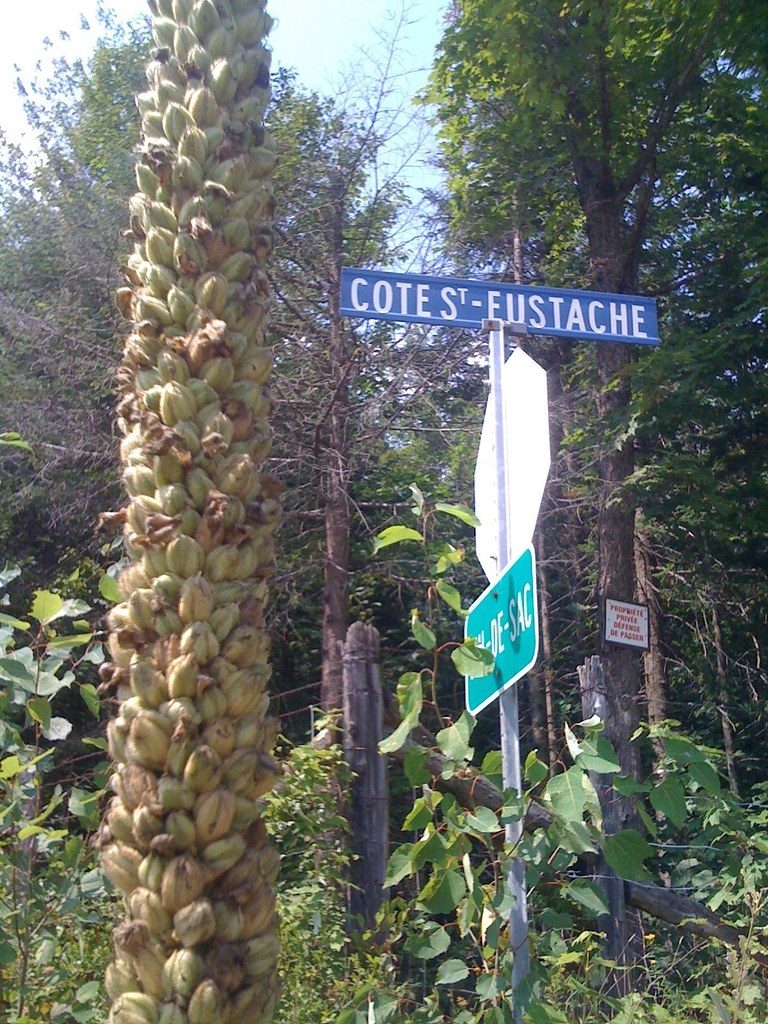 Tall second-year mullein flower stalk, over six feet high, standing beside a rural road sign