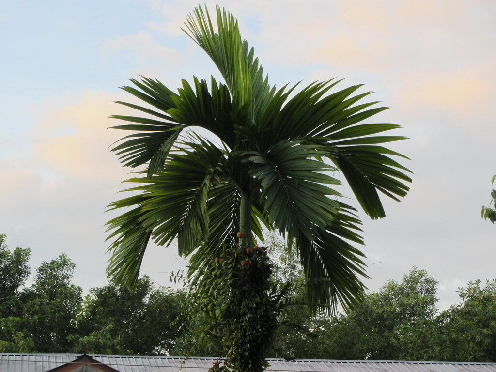Tall slender Areca catechu palm trunk topped with a crown of feathered green fronds against a bright sky