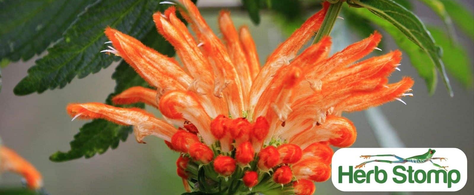Bright orange tubular wild dagga (Leonotis leonurus) flowers on the living plant