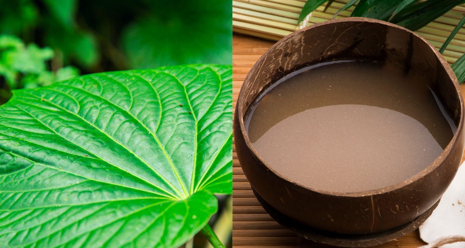 Piper methysticum leaf beside a traditional kava drink served in a coconut shell