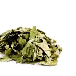 Eucalyptus