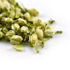 Jasmine