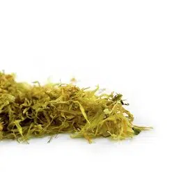 Marigold
