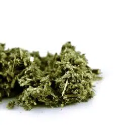 Mugwort