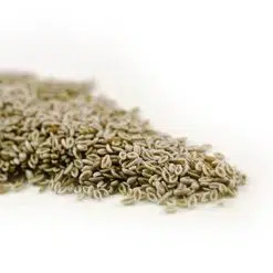 Psyllium Seed