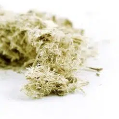 Slippery Elm