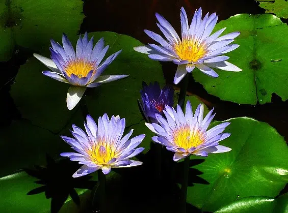 Buy Blue Lotus Online • Herb Stomp