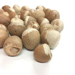 Betel Nut