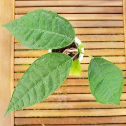 cacao plants