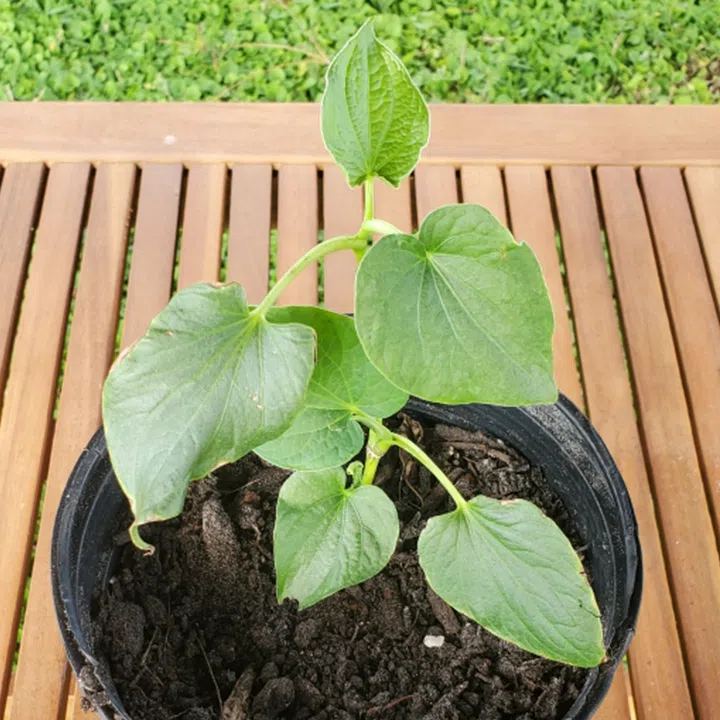 Kava Plant Buy • Herb