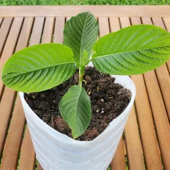 Kratom Plant