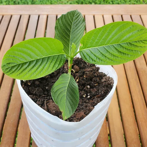 Kratom Plant
